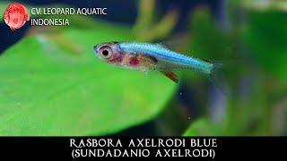 Sundadanio axelrodi BLUE. The stunning sapphire of Indonesia (Leopard Aquatic T019A)
