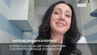 Амброзия обманула аллергиков