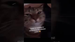 radiation cat meme from tiktok