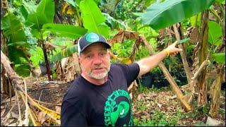 Hurricane Milton Damage to Our Avocado Farm