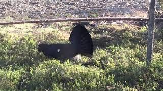 Capercaillie