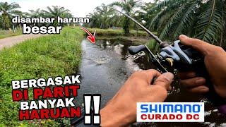 PERCAYA !!. PARIT INI BANYAK DIHUNI IKAN HARUAN.  CASTING HARUAN. CURADO DC.