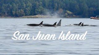 BEST Place to See Orcas in North America | San Juan Island, Washington