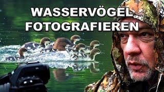 Wildlife Fotografie im Frühling | Haubentaucher - Kolbenente und CO