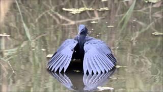 Black Heron