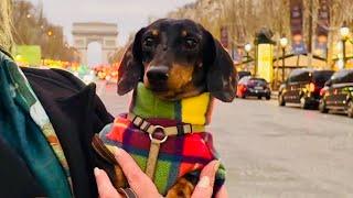 MINI DACHSHUND PLAYS TOURIST IN PARIS 