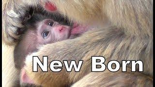 Baby Monkey 01 - 2 weeks old  赤ちゃん猿 - 生後2週間