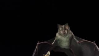 Slow motion clip of greater horseshoe bat catching moth in flight