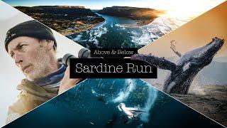 Sardine Run South Africa - Wildcoast, Baitballs, Diving Birds, Whales, Sharks