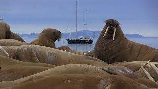 Polar Sector - Around Svalbard - Ep. 10 - Swimming at 81° North (English Subtitles)