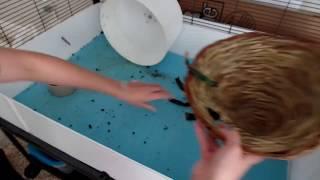 how i clean my hedgehog's cage//k&k