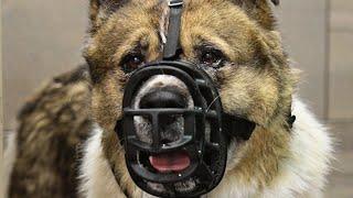 Whatever you do, please DON'T remove the muzzle