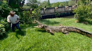 Crocodile Craziness w/BONECRUSHER, LYLE THE NILE CROCODILE & RICARDO!