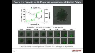 How to Analyze and Characterize Your 3D Cell Culture