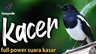 Kacer Gacor Kasar Full Power Ampuh Buat Pancingan Kacer Lain Pasti Nyaut Dan Ngobra