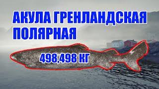 РУССКАЯ РЫБАЛКА 4 /АКУЛА ГРЕНЛАНДСКАЯ ПОЛЯРНАЯ498,498 КГRussian Fishing 4 /GREENLAND POLAR SHARK