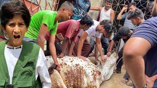 Dost ki Cow Qurbani!Eid Day 2