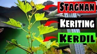 CARA MUDAH MENGATASI POHON ANGGUR YANG STAGNAN, KERITING DAUN DAN KERDIL‼️