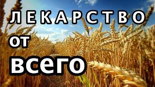 Лекарство от всего. Рецепт из пророщенной пшеницы