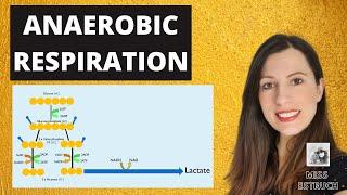 ANAEROBIC RESPIRATION:A-level Biology. Reaction, efficiency and why it is so important.