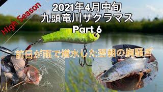 2021年4月中旬のハイシーズン九頭竜川サクラマス　Part6 (Cherry Salmon 2021)