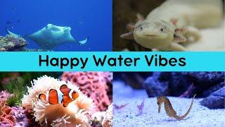 Boost productivity and focus. Happy music with slideshow of water creatures, perfect for all ages.