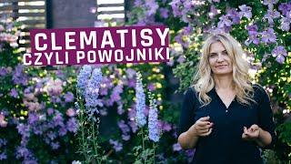 Clematisy - sprawdzone odmiany, uprawa, powojniki w ogrodzie