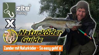 Mit Naturköder auf Zander: Einfach zum Zanderbiss mit Köderfisch - So schaffst auch du es!