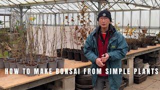 How to make bonsai from simple plants