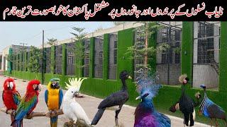 Biggest & Beautiful Breeding Farm in Multan Pakistan | Parrots Farm | Ground Birds Farm Animals Farm