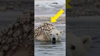 Millions of barnacles seriously injured a polar bear that was successfully rescued by a rescue team