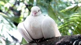 I Buyed 2 Pairs of Doves Breeding Pairs