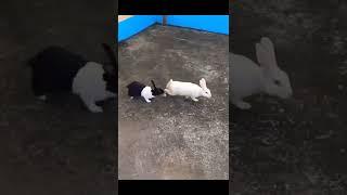 Rabbit fight  White rabbit VS Black rabbit 