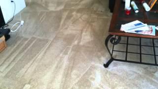 Clear Advantage Carpet Cleaning Before & After Photos