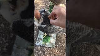 Peregrine falcon flight