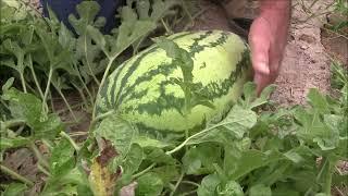 WATERMELONS | HOW TO: When and How You Can Determine That Juicy Melon is Ready to Pick, Eat, & Enjoy