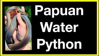 PAPUAN WATER PYTHON  | NEW SPECIES?