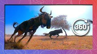 Wildebeest Stampede | Wildlife in 360 VR