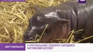 У британському зоопарку народився карликовий бегемот