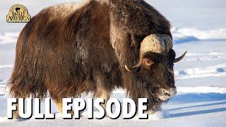 Wild America (1983) | S11 E2 'Animal Oddities' | Full Episode | FANGS