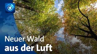 Wald aus der Luft