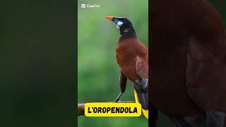 L'oropendola