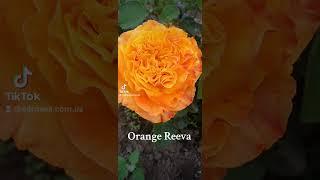 EDROSES/Троянда  Оранж Рива (Orange Reeva), Interplant, Голландія, 2019 р. Зрізкові (Floists Rose)