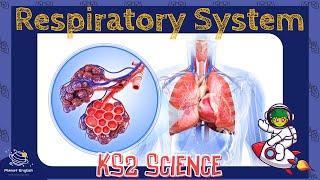 The Respiratory System | KS2 Science | STEM and Beyond