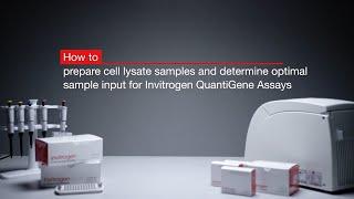 How to prepare cell lysate and determine optimal sample input for Invitrogen™ QuantiGene™ Assays