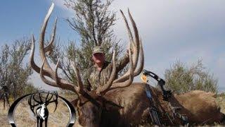 443" and 403" MONSTER Archery Elk Hunts (Free Range) - MossBack