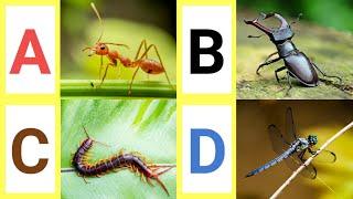 A to Z Insects | A to Z Insects with pictures & video | ABC Insects with pronounciation | ABC Insect