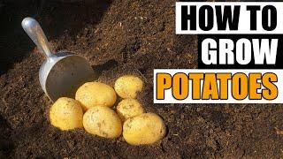 How To Grow Potatoes - The Definitive Guide