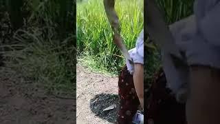 Salam dari binjai viral anak kecil 2021||Story ngakak