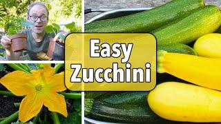 Growing Zucchini (Courgettes) from Sowing to Harvest